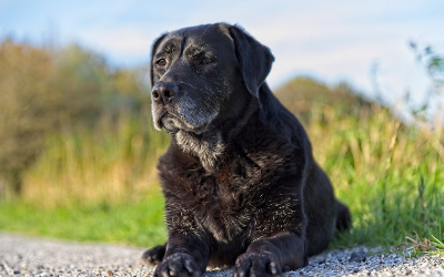 how do you know if your dog is getting enough oxygen