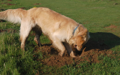Why Do Dogs Bury Bones? - Dog Digging