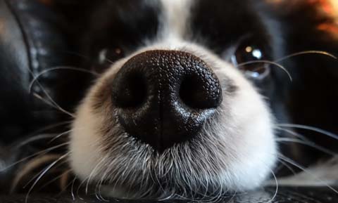 why do dogs wiggle their noses