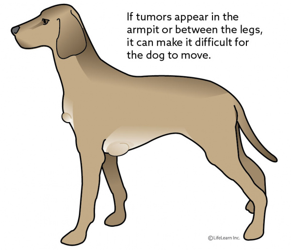 Adipose Lipoma Tumors | VCA Animal Hospital