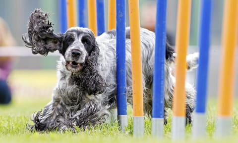 is agility good for dogs