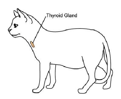 cat-thyroid