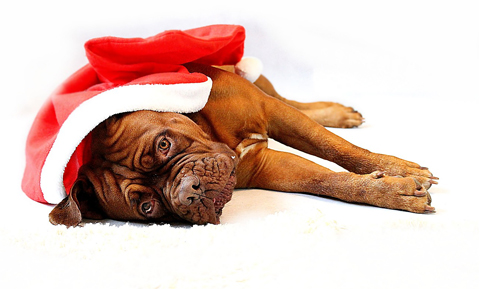 Holiday Toxins for Pets