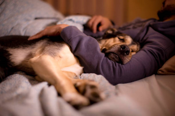 Should My Dog Sleep in My Bed? | VCA Animal Hospital