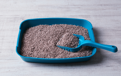 Urinary Tract Infections (UTIs) in Cats