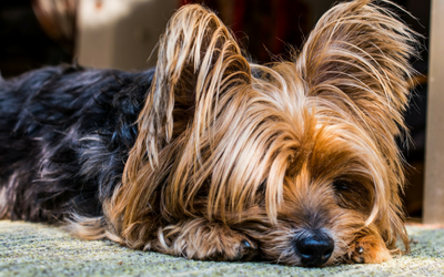 Uoverensstemmelse rent faktisk madlavning Fibrocartilaginous Embolus/Emboli (FCE) in Dogs | VCA Animal Hospitals