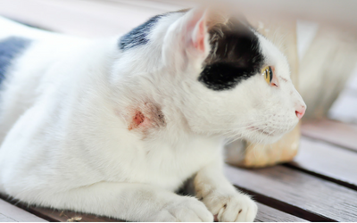 signs of infected cat wound