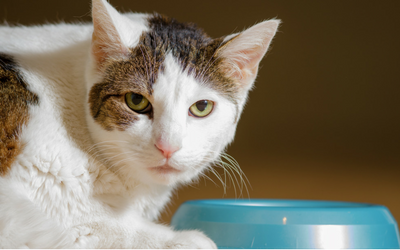 Feeding Times and Frequency for Your Cat | VCA Animal Hospitals