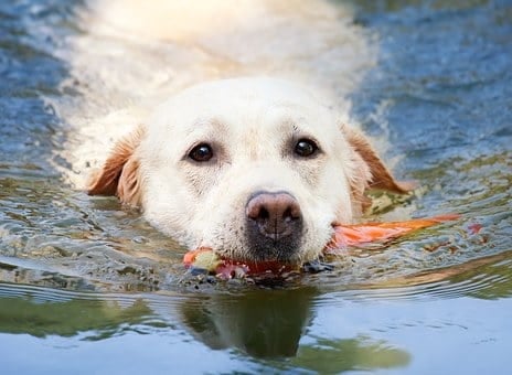 what is echinococcus treatment for dogs