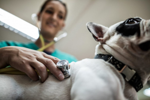 Pneumothorax in Dogs | VCA Animal Hospital