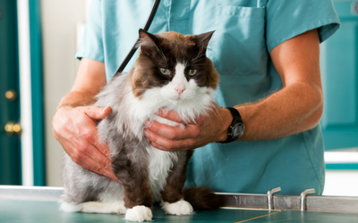 Hypertension in cats treatment