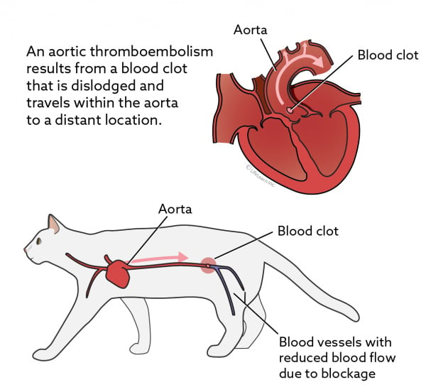 external iliac arteries cat