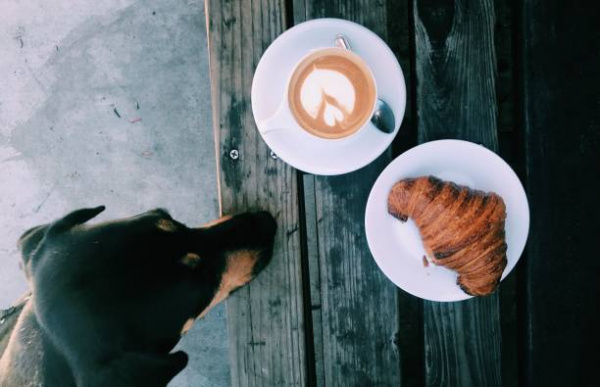 How long does caffeine toxicity last in dogs?