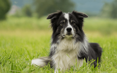 are white collies normal