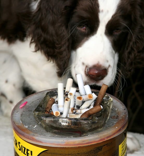 The Effects Of Second Hand Smoke On Pets Vca Animal Hospitals
