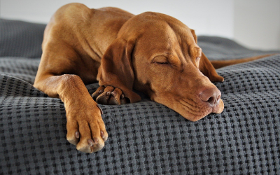 How Many Breaths Per Minute is Normal for a Dog? Find Out the Ideal Rate!