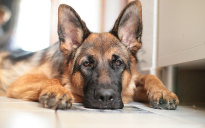 can dogs get cellulitis from humans