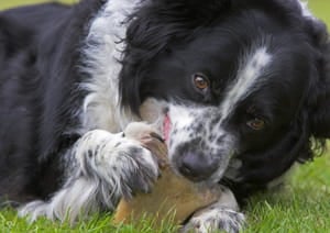 Toy possessive dog fashion with other dogs