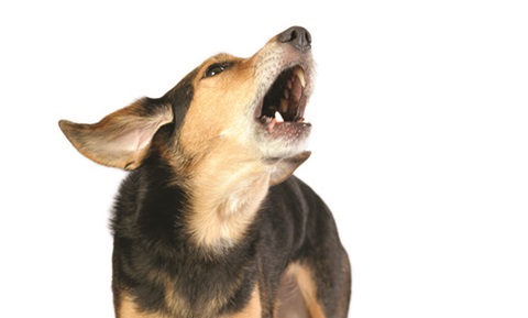 Teaching Your Dog to Stop Barking on Command | VCA Animal Hospital