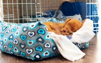 when can puppy sleep out of crate