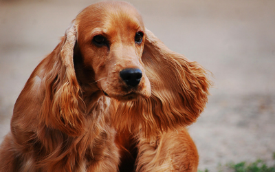 cocker_spaniel_lacrimal_duct_obstruction