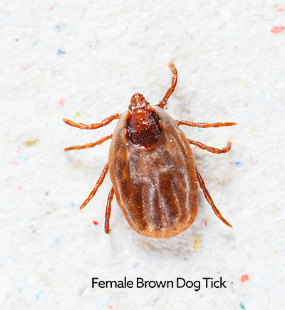 female_brown_dog_tick