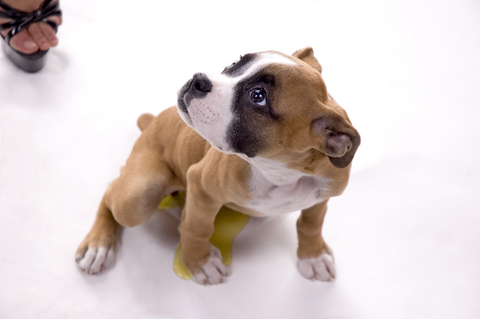 Dog Behavior Problems - House Soiling | VCA Animal Hospital