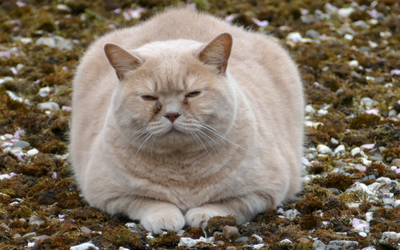 Exercising Your Cat for Weight Loss