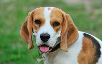Dog Behavior and Training - Neutering and Behavior | VCA Animal Hospital