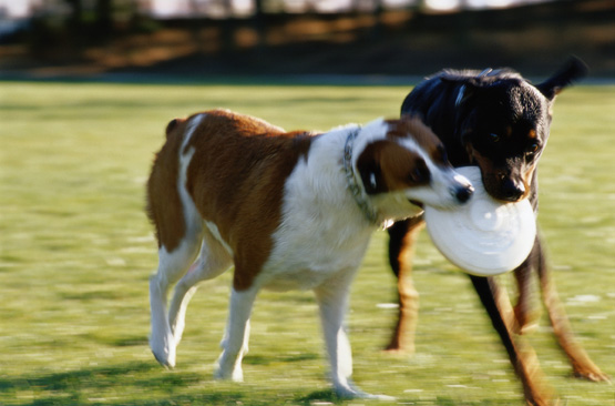 dog_training__play_and_exercise_2