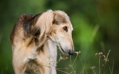 is meningitis in dogs fatal