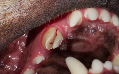 how do you know if your dog has a broken jaw