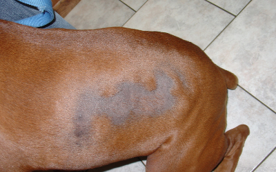 Seasonal Flank Alopecia | VCA Animal Hospitals