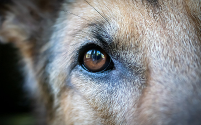 Do Pets Have a Sixth Sense? | VCA Animal Hospital