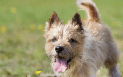 what dog breeds are prone to polycystic kidney disease