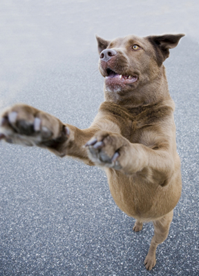 training_in_dogs__greeting_behavior_jumping_up
