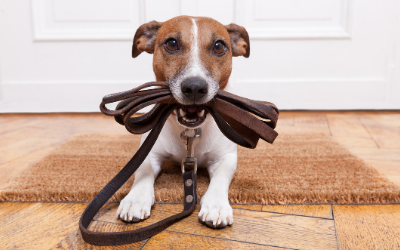 do dogs recognize human smiles