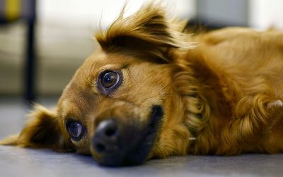 Helping Your Grieving Pet | VCA Animal Hospitals