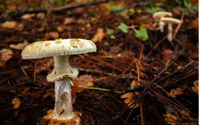 are store bought mushrooms poisonous to dogs