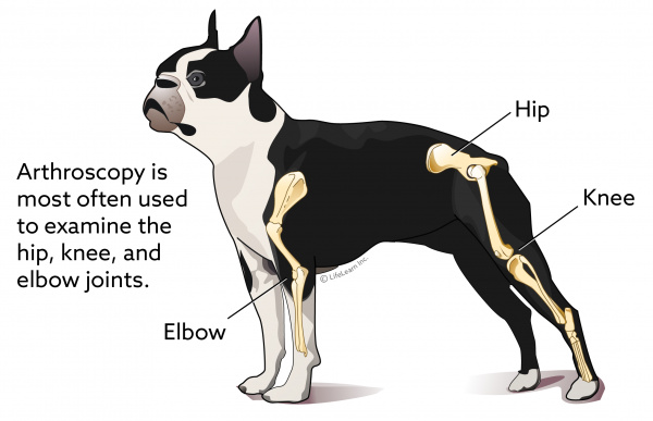 how much does ocd surgery cost for a dog