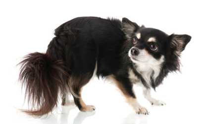 Fears, Phobias, and Anxiety in Cats and Dogs | VCA Animal Hospital