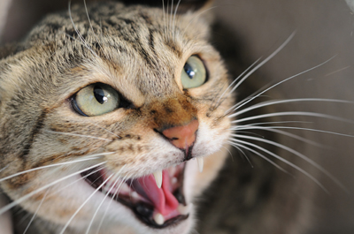 aggression_in_cats__territorial_and_fear_aggression_to_other_household_cats_1
