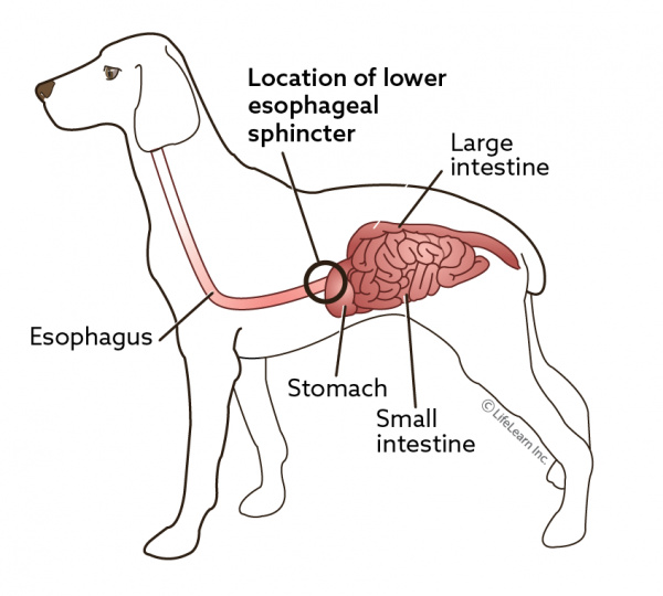 Gastroesophageal Reflux Disease GERD in NonBrachycephalic Dogs