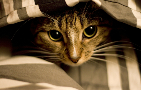 Cat Behavior Problems - Fears and Phobias | VCA Animal Hospital