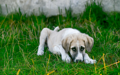 is acephate toxic to dogs