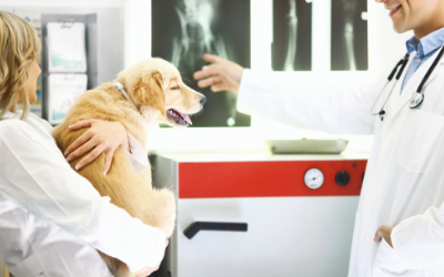 is spondylosis in dogs painful