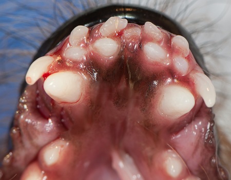  Retained deciduous canines and incisors