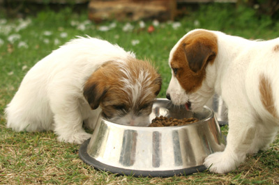 puppy__handling_and_food_bowl_exercises_2