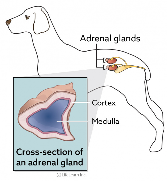 dog_adrenals_medulla_tumors_2018-02