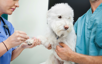 how long should a dog fast before blood work